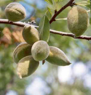 Garden Prince Almond Tree For Sale