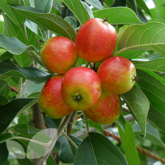 Malus John Downie Crab Apple Trees For Sale