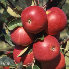 Apple Scrumptious Apple Scrumptious