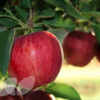 Choosing a Fruit Tree for Your Garden