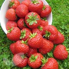 Grow Your Own Strawberries