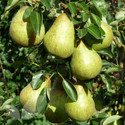 Williams' Bon Chrétien (AGM) (Pear Fruit Trees)