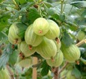 Gooseberry Collection Of 3 Bushes Saving £3.00 (Gooseberry Bushes)