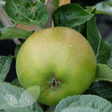 Blenheim Orange (AGM) (Apple Trees - Eating)