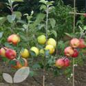 Family Fruit Trees