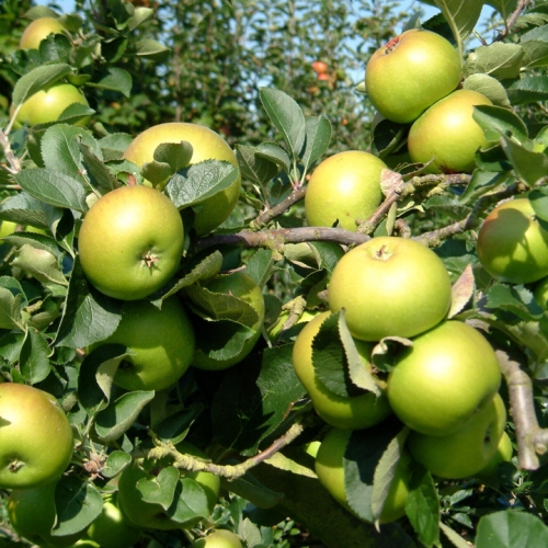 Apple Bramley's Seedling MM106 - 2 Tier Espalier 12 Litre