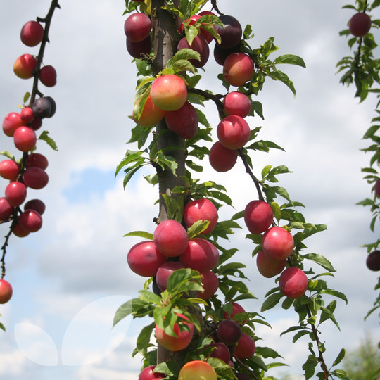 Plum Seneca Blackmoor Nurseries