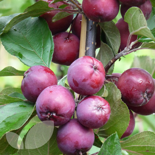 Malus Cowichan Crab Apple Fruit Trees For Sale