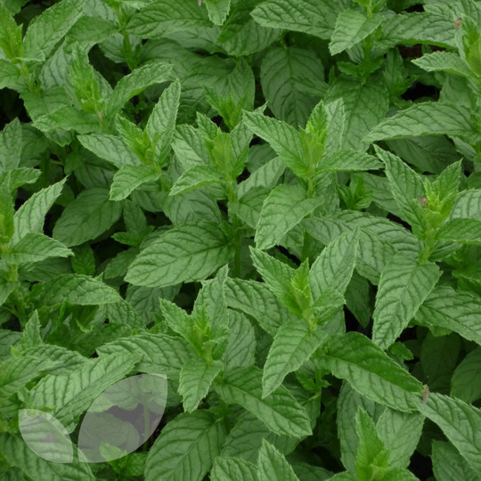 Mentha Spicata Spearmint Mint | Buy Herb Plants