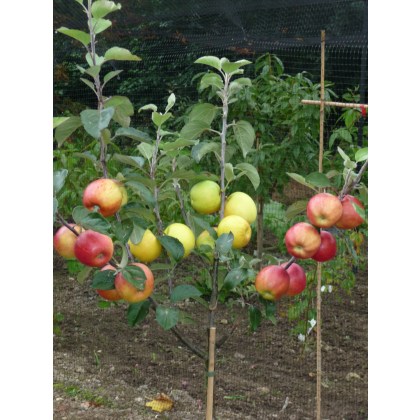 Family Tree Cox/Fiesta/Hereford Russet - 2 Year Bush 12 Litre Family Tree Cox/Fiesta/Hereford Russet - 2 Year Bush 12 Litre