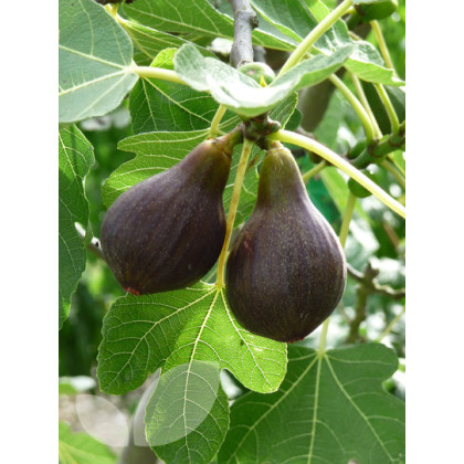 Fig Brown Turkey Fig Brown Turkey