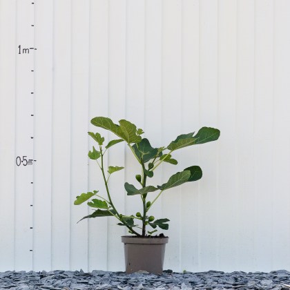 Fig Brunswick - 4 Litre Fig Brunswick - 4 Litre