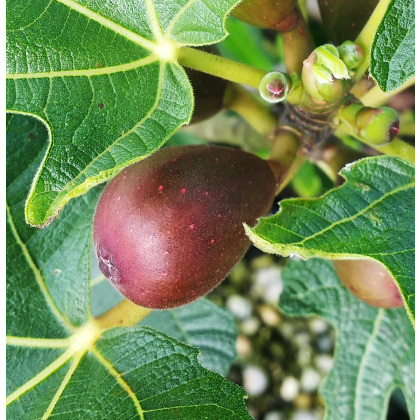 Fig Little Miss Figgy Fig Little Miss Figgy