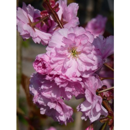 Prunus Kanzan Colt Prunus Kanzan Colt