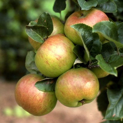 Apple Annie Elizabeth Apple Annie Elizabeth