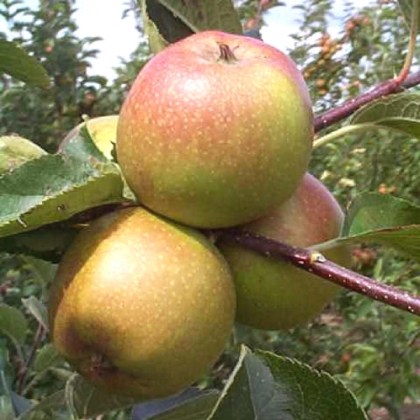 Apple Ashmeads Kernel Apple Ashmeads Kernel