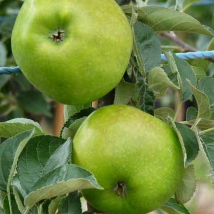Apple Bountiful Apple Bountiful