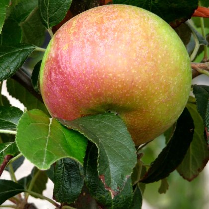 Apple Charles Ross Apple Charles Ross