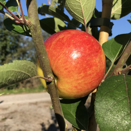 Apple Chivers Delight Apple Chivers Delight