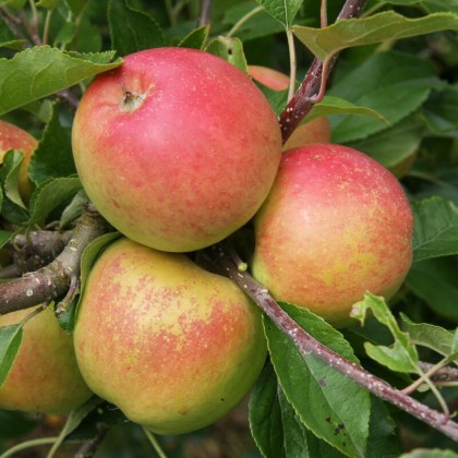 Apple Christmas Pippin Apple Christmas Pippin