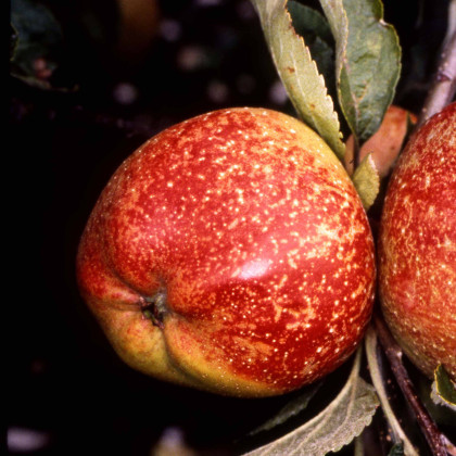 Apple Cornish Aromatic Apple Cornish Aromatic