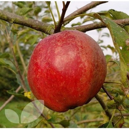 Apple Cornish Gillyflower Apple Cornish Gillyflower