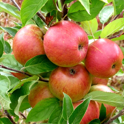 Apple Ellisons Orange Apple Ellisons Orange