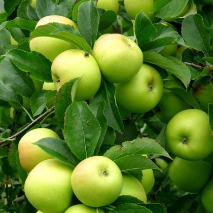 Apple Greensleeves Apple Greensleeves