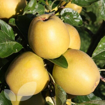 Apple Herefordshire Russet Apple Herefordshire Russet