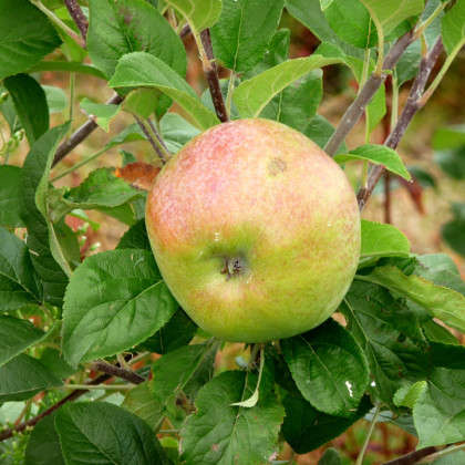 Apple Howgate Wonder Apple Howgate Wonder