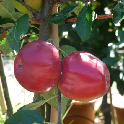 Apple Katy Apple Katy