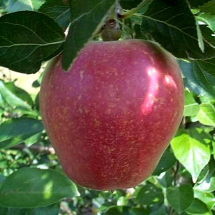 Apple Kidds Orange Red Apple Kidds Orange Red