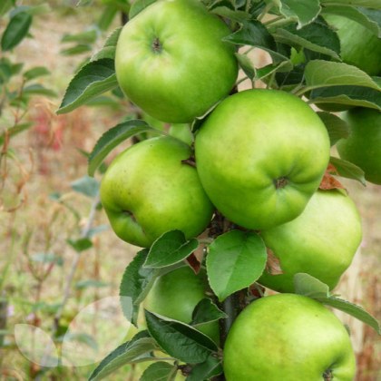 Apple Lord Derby Apple Lord Derby