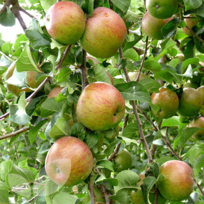 Apple Lord Lambourne Apple Lord Lambourne