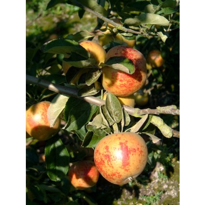 Apple Norfolk Royal Apple Norfolk Royal