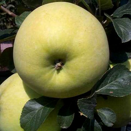 Apple Rev.W.Wilks Apple Rev.W.Wilks