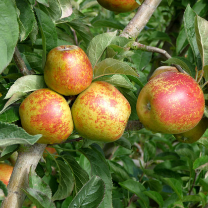 Apple Rosemary Russet Apple Rosemary Russet