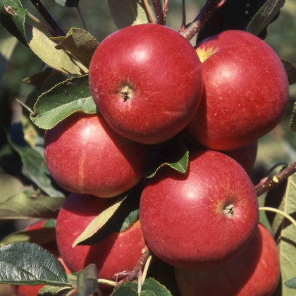 Apple Scrumptious Apple Scrumptious