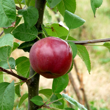 Apple Spartan Apple Spartan