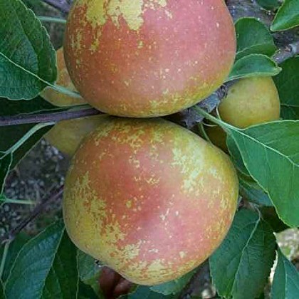 Apple St Edmunds Pippin Apple St Edmunds Pippin