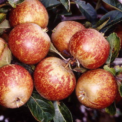 Apple Tydemans Late Apple Tydemans Late