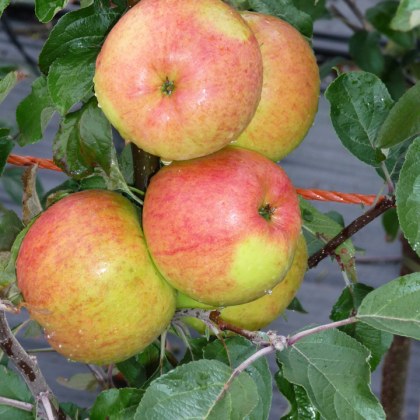 Apple Winter Gem Apple Winter Gem