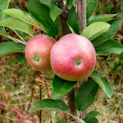 Apple Worcester Pearmain Apple Worcester Pearmain