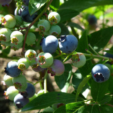 Blueberry Bluecrop Blueberry Bluecrop