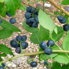 Blueberry Collection 3x3 Litre Plants Blueberry Collection 3x3 Litre Plants