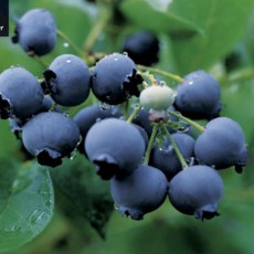 Blueberry Duke Blueberry Duke