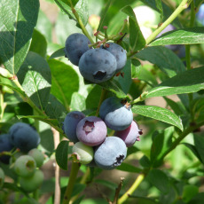 Blueberry Patriot Blueberry Patriot