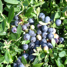 Blueberry Sunshine Blue Blueberry Sunshine Blue