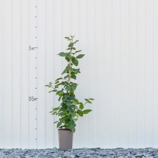 Buckingham Tayberry Buckingham Tayberry