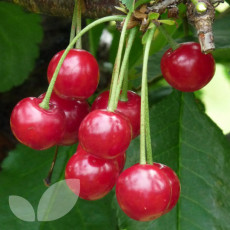 Cherry Morello Cherry Morello